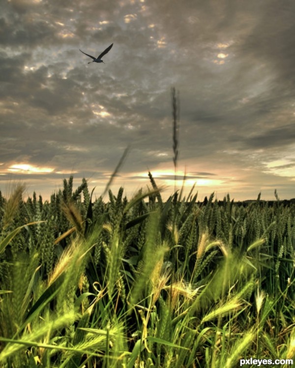 cornfield