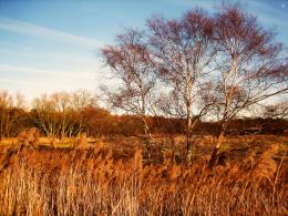 Autumn splendour