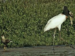 PELICAN