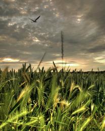 cornfield