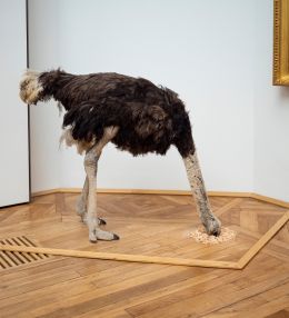 To play ostrich