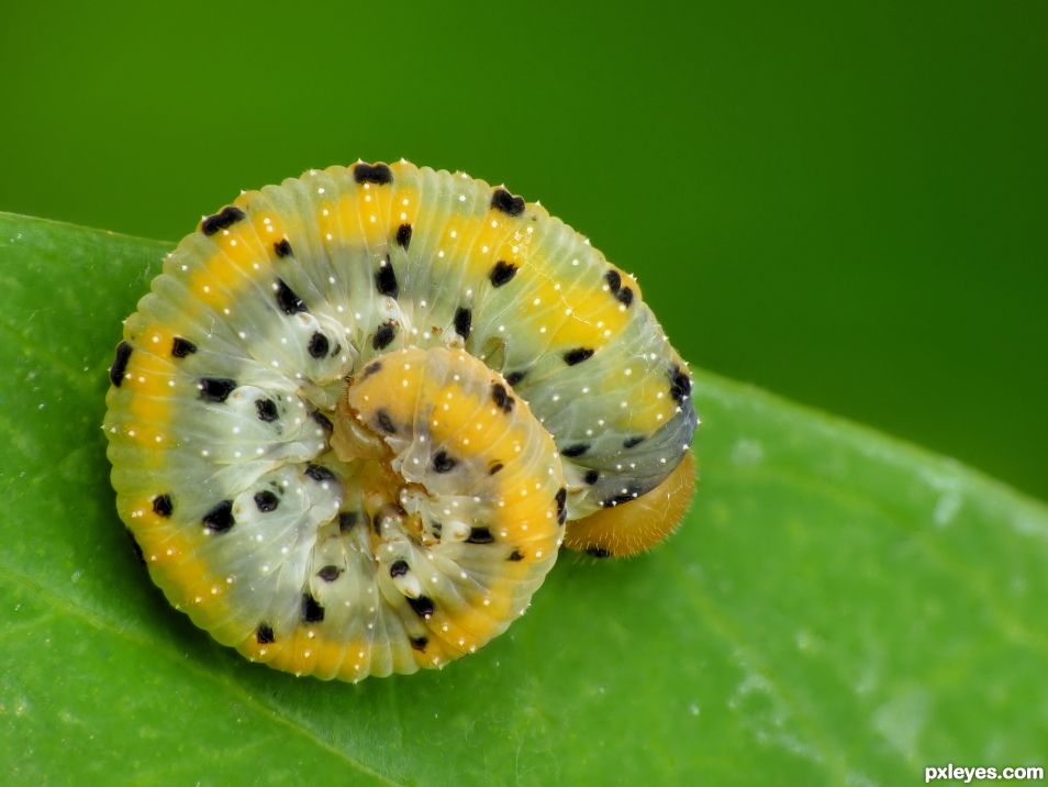 Rolled caterpillar