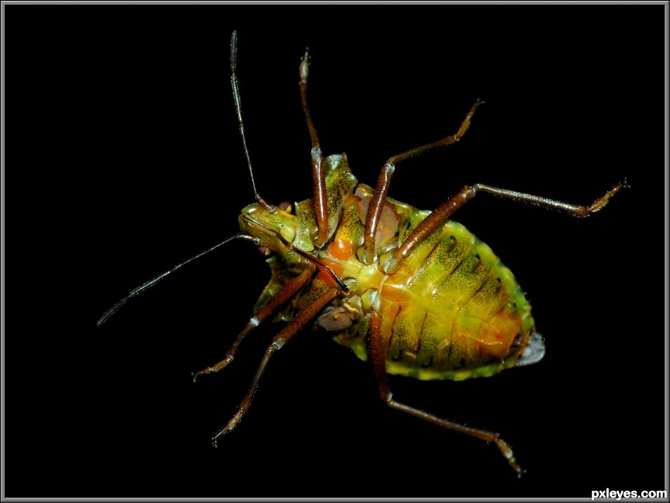 Green shield bug seen from below