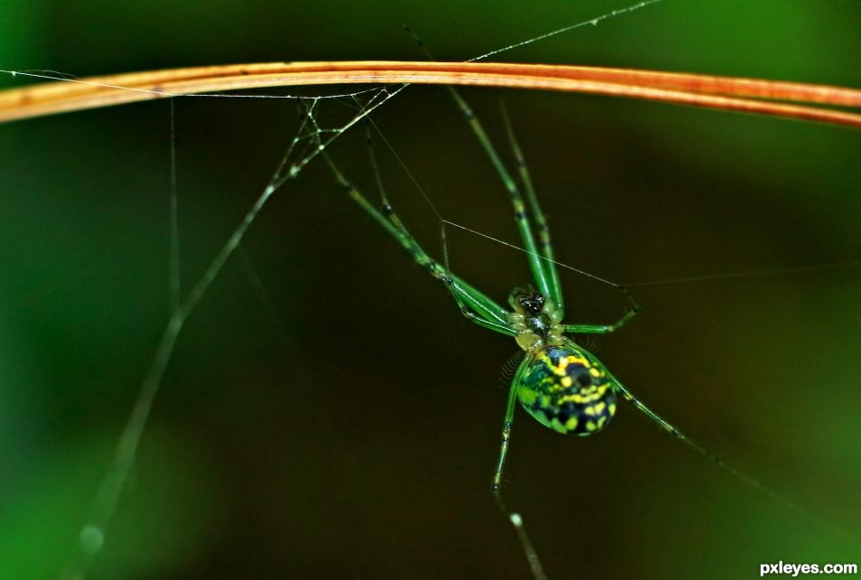 Tiny Green Spider