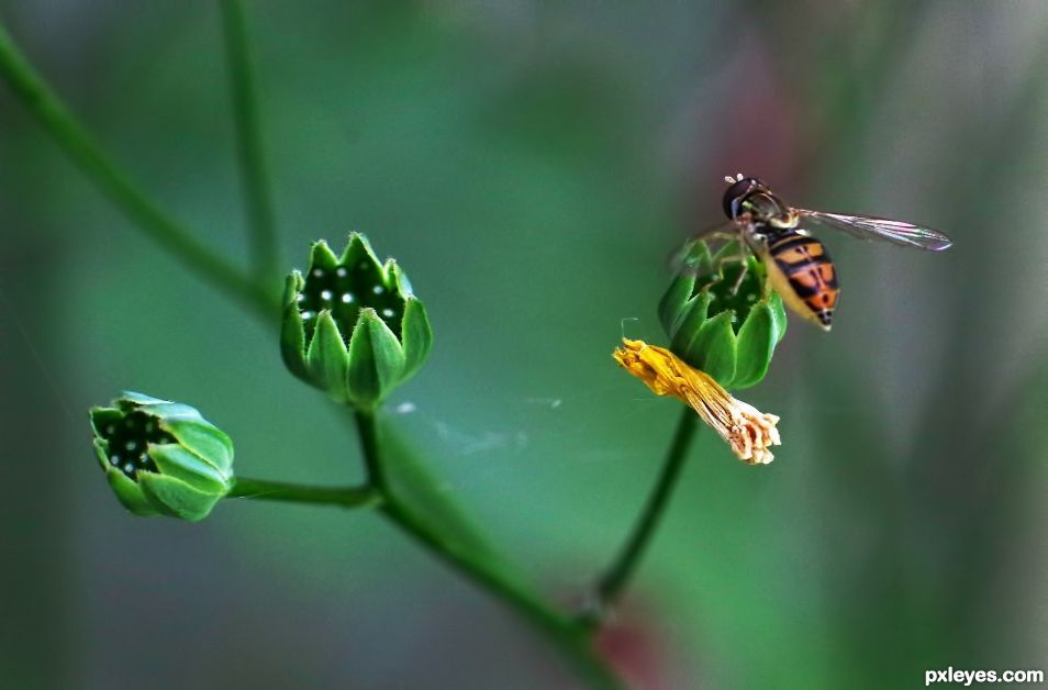 A Tiny Sweat Bee