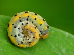 Rolled caterpillar