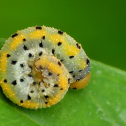 Rolledcaterpillar