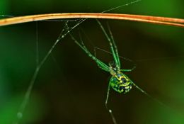 Tiny Green Spider