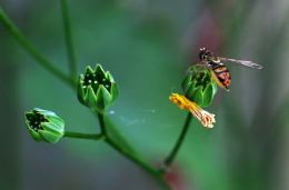 A Tiny Sweat Bee