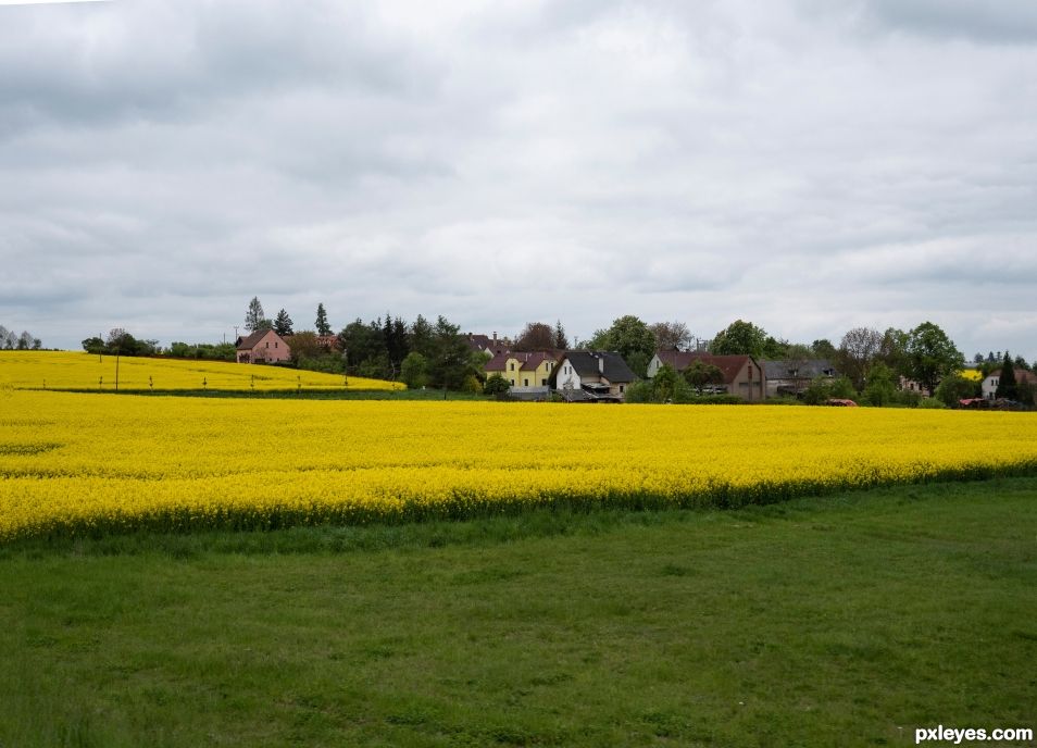 Canola fields