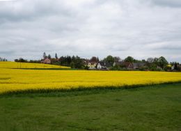 Canola fields