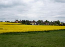 Canola fields