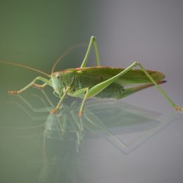 Glasshopper