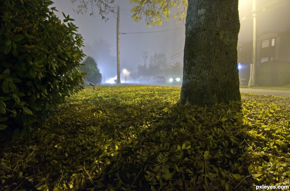 Fog in the Street