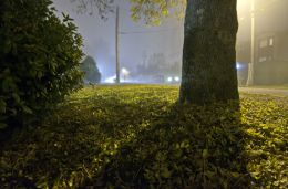 Fog in the Street