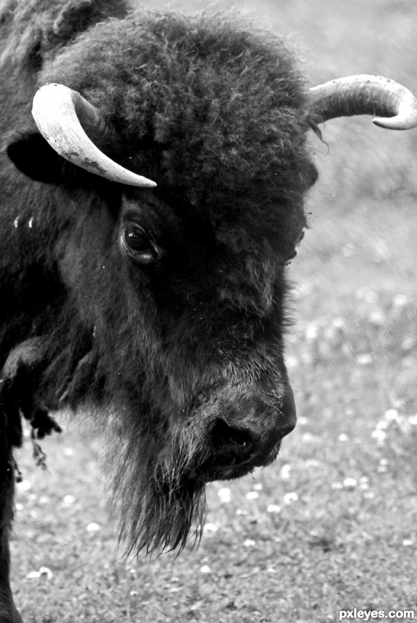 American Bison