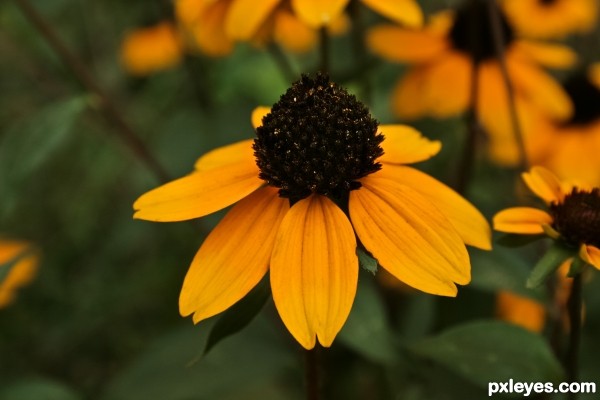 Black Eyed Susan