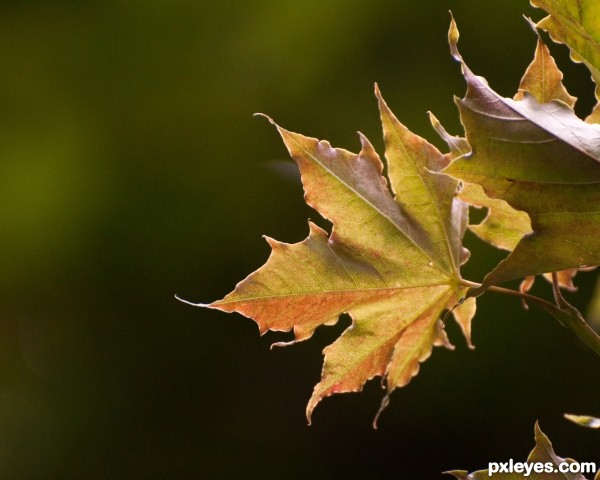 Maple Leaf 