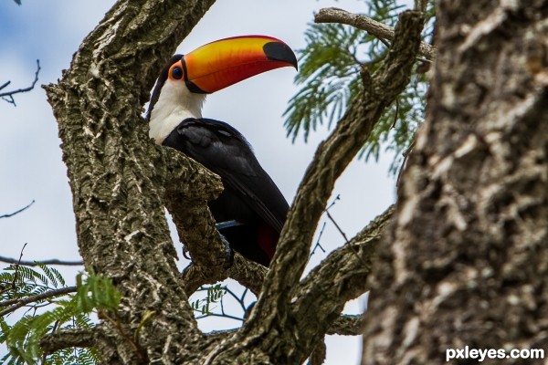 Ramphastos tucanus