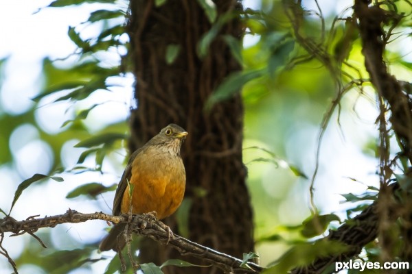 Turdus Rufiventris