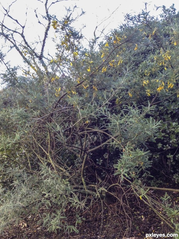Creation of Kowhai: Step 1