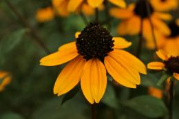 Black Eyed Susan