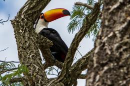 Ramphastos tucanus