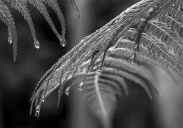 Silver Fern