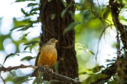 Turdus Rufiventris