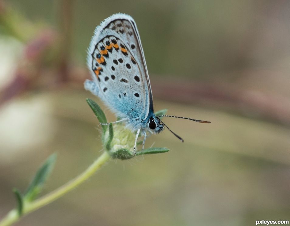 Elusive butterfly