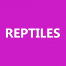 Reptiles photography contest