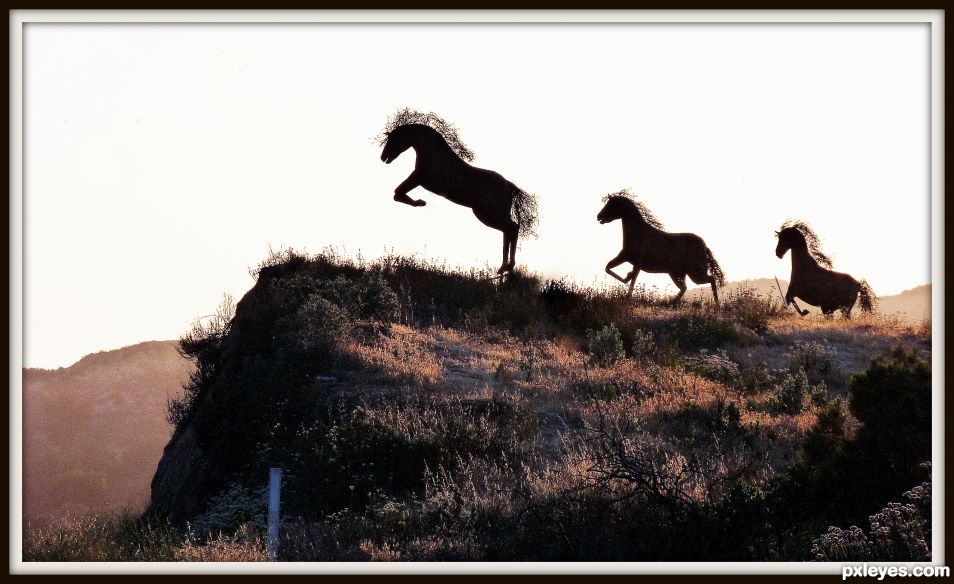 Tres Mustangs