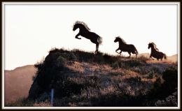 Tres Mustangs