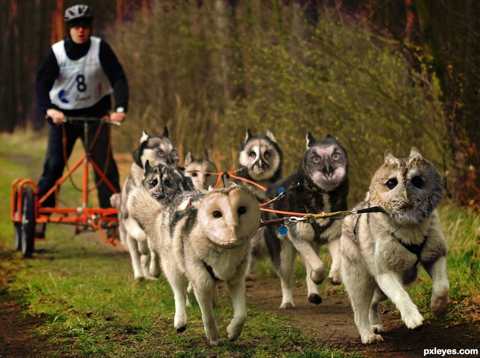 Husky Owls