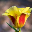 Tulip photoshop contest