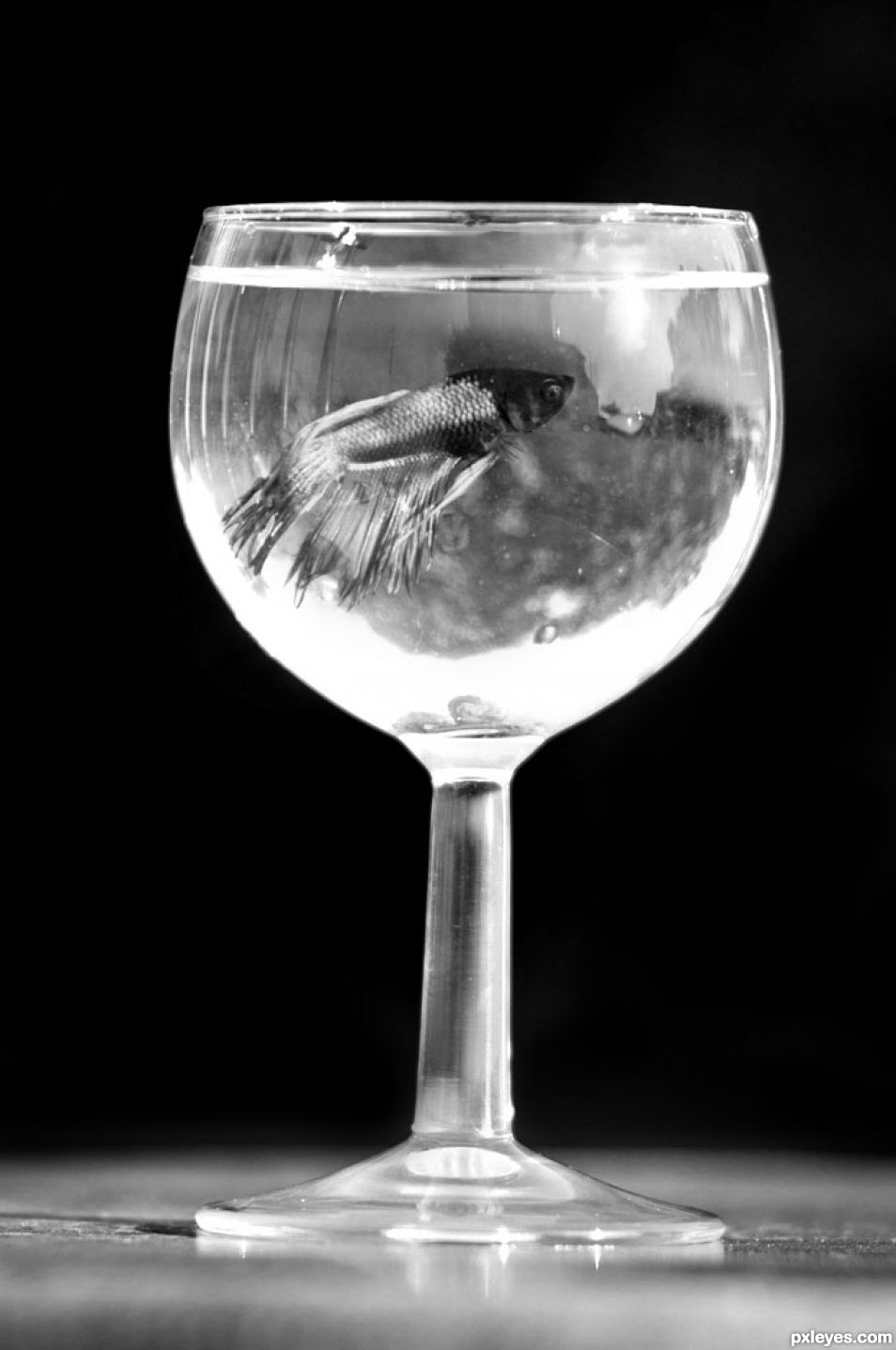 Glass of Betta