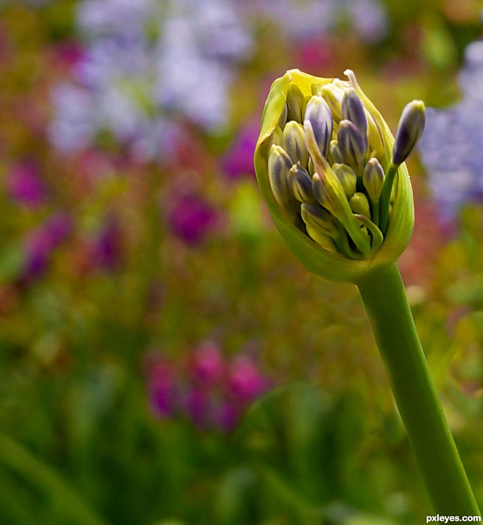 Agapanthus  