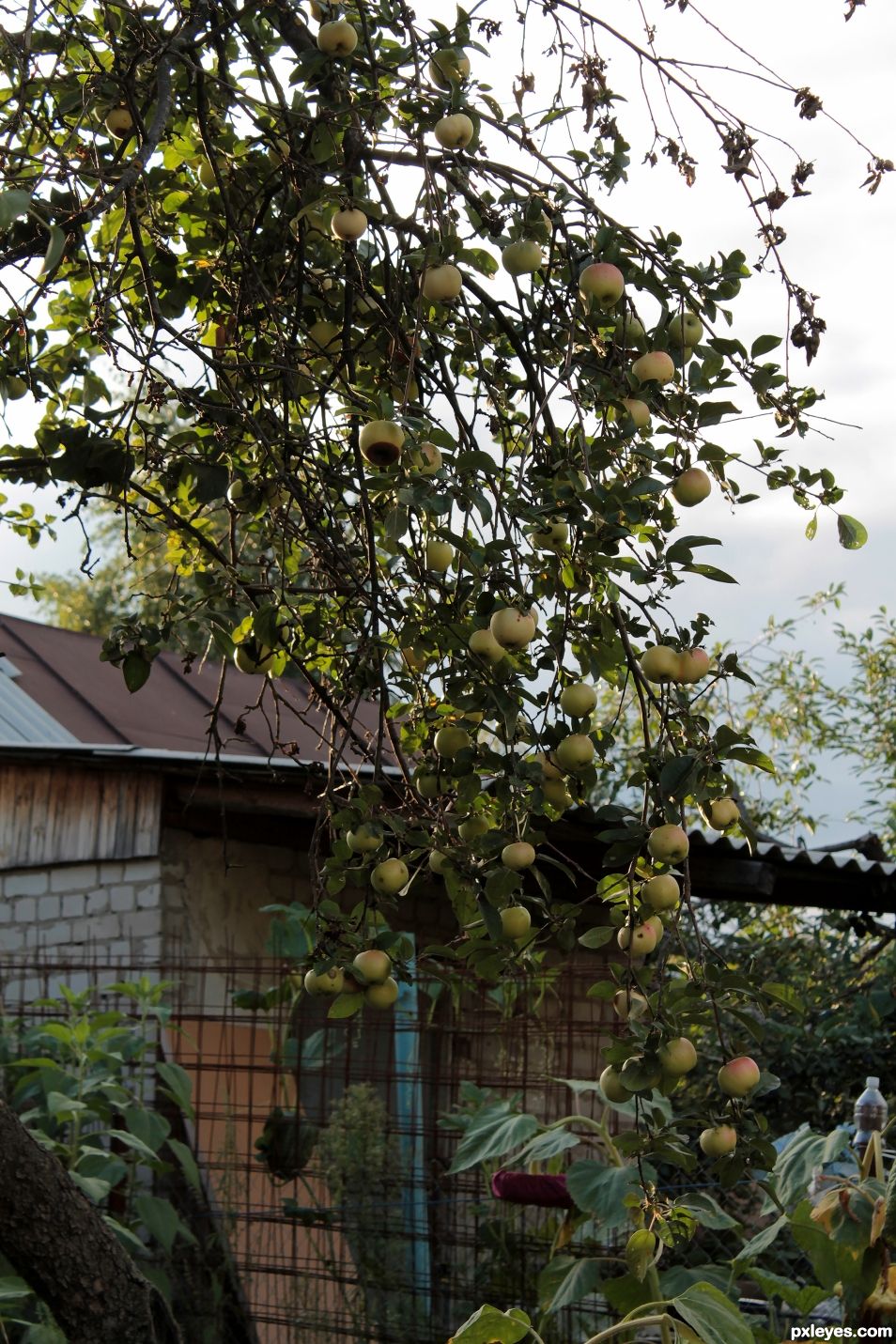 An Apple-tree