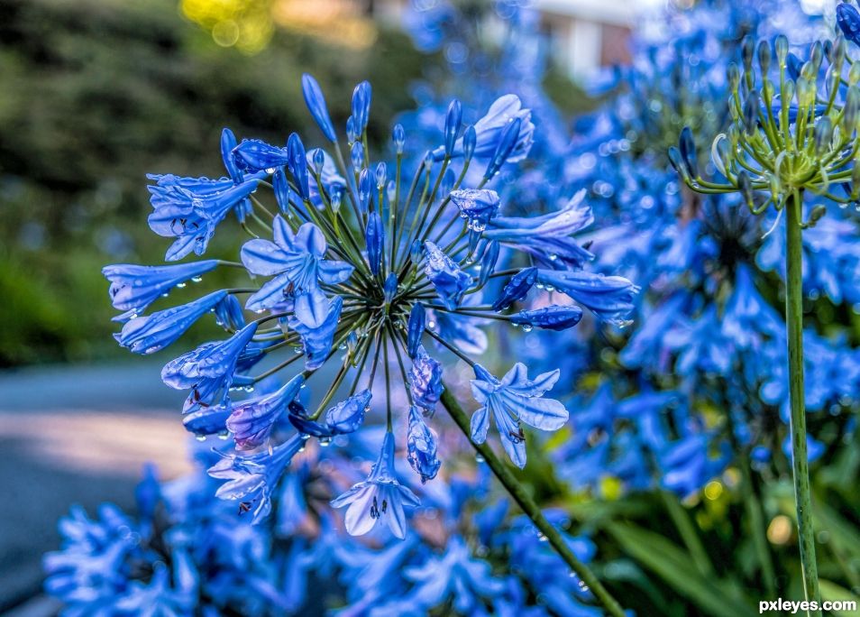 Agapanthus