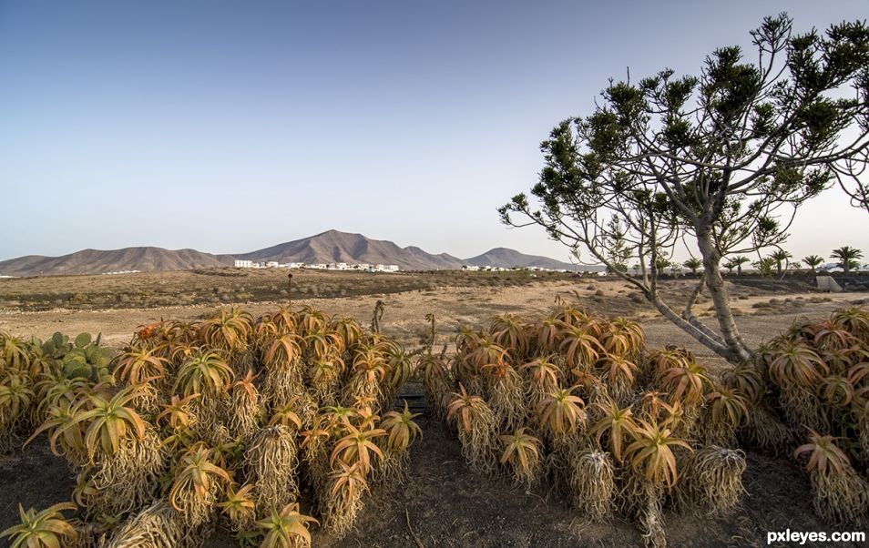 ALOE