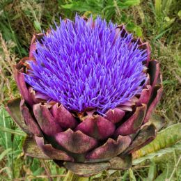 Artichokeflower