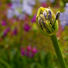 Agapanthus