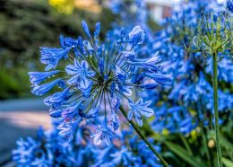 Agapanthus