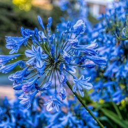 Agapanthus