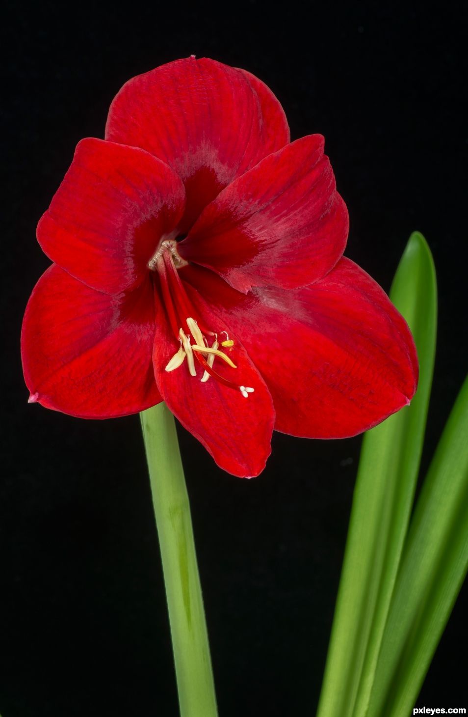 Amaryllis