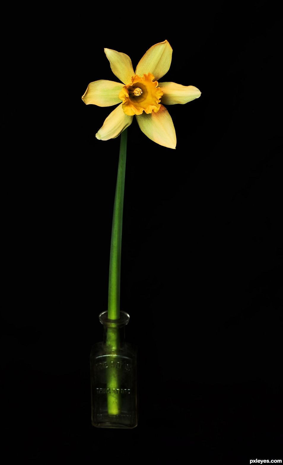 Daffodil