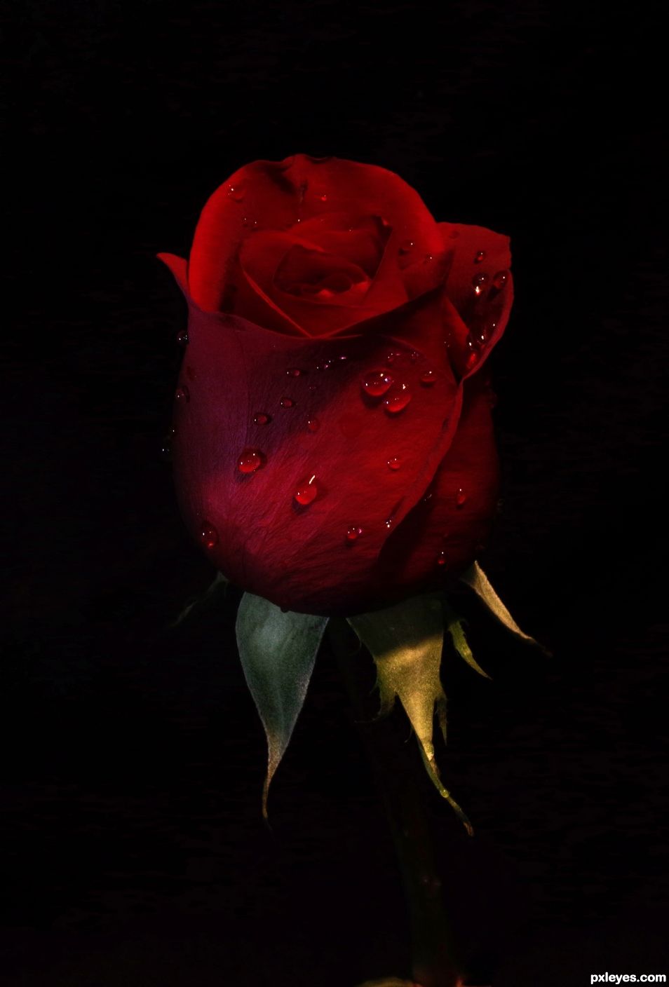 A Red, Red Rose