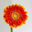 a single flower photography contest