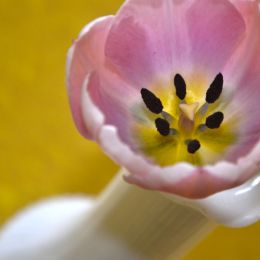 Spring Tulip Picture