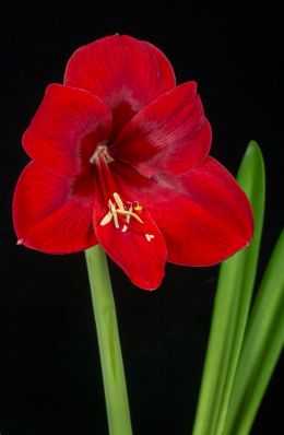 Amaryllis